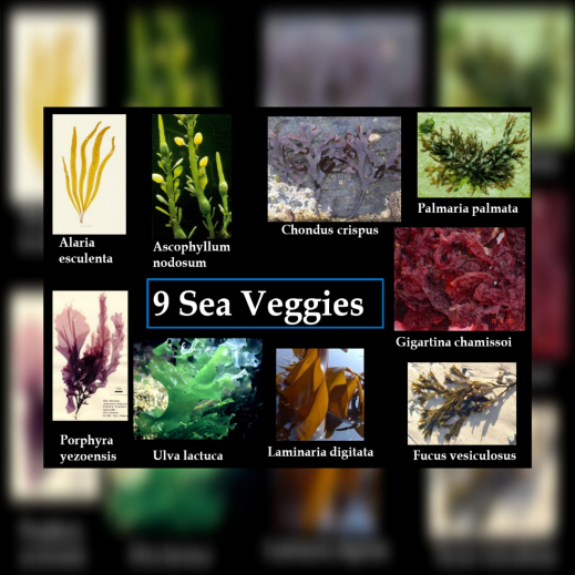 sea9veggies-square.jpg